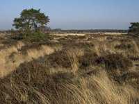 B, Antwerpen, Kalmthout, Kalmthoutse Heide 23, Saxifraga-Marijke Verhagen