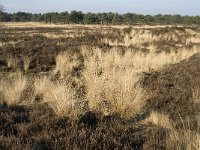 B, Antwerpen, Kalmthout, Kalmthoutse Heide 24, Saxifraga-Marijke Verhagen