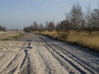 B, Limburg, Houthalen-Helchteren, Sonnisheide 14, Saxifraga-Jan van der Straaten