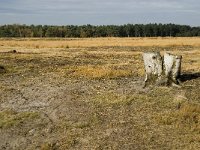 B, Limburg, Neerpelt, Hageven 19, Saxifraga-Jan van der Straaten