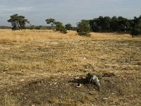 B, Limburg, Neerpelt, Hageven 23, Saxifraga-Jan van der Straaten
