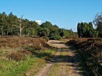 NL, Drenthe, Aa en Hunze, Balloerveld 2, Saxifraga-Hans Dekker
