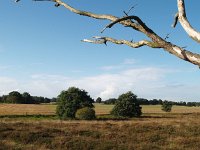 NL, Drenthe, Aa en Hunze, Balloerveld 7, Saxifraga-Hans Dekker