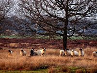 NL, Drenthe, Hoogeveen, Nuilerveld 1, Saxifraga-Hans Dekker