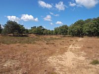 NL, Drenthe, Midden-Drenthe, Orvelte, Orvelterzand 3, Saxifraga-Hans Dekker