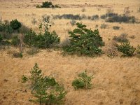 NL, Drenthe, Ooststellingwerf, Fochteloerveen 1, Saxifraga-Hans Dekker