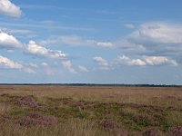 NL, Drenthe, Westerveld, Benderse Berg 5, Saxifraga-Hans Dekker