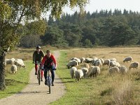 NL, Drenthe, Westerveld, Havelterberg 22, Saxifraga-Hans Dekker