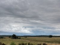 NL, Gelderland, Ede, Hoge Veluwe 2, Saxifraga-Bart Vastenhouw