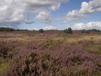 Heide bij Gortel  Heide bij Gortel, "De Gortelse berg"