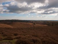 NL, Gelderland, Rheden, Posbank 5, Saxifraga-Bart Vastenhouw