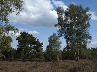 NL, Limburg, Roerdalen, Meinweg, Waalsberg 4, Saxifraga-Marijke Verhagen