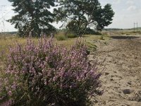 NL, Limburg, Weert, Boshoverheide 13, Saxifraga-Jan van der Straaten