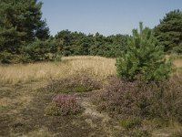 NL, Limburg, Weert, Boshoverheide 4, Saxifraga-Jan van der Straaten