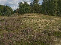 NL, Noord-Brabant, Boxtel, Witte Bergen 3, Saxifraga-Jan van der Straaten