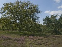 NL, Noord-Brabant, Oirschot, Balsvoort 6, Saxifraga-Marijke Verhagen