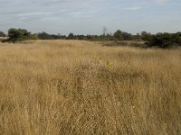 NL, Noord-Brabant, Valkenswaard, De Plateaux 6, Saxifraga-Jan van der Straaten