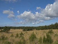NL, Noord-Brabant, Woensdrecht, de Zoom, Kriekelareduinen 7, Saxifraga-Jan van der Straaten
