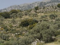 Garrigue