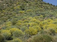 E, Granada, Polopos 6, Saxifraga-Willem van Kruijsbergen