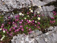 GR, Corfu, Strinilas 7, Saxifraga-Hans Dekker