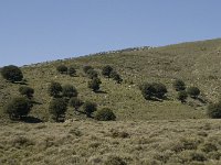 GR, Crete, Lasithi, Kiminaki 2, Saxifraga-Willem van Kruijsbergen