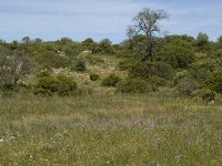 P, Faro, Loule, Rocha de Pena 2, Saxifraga-Jan van der Straaten