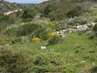 P, Faro, Salema 10, Saxifraga-Willem van Kruijsbergen