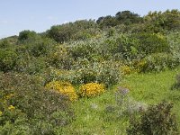 P, Faro, Salema 11, Saxifraga-Willem van Kruijsbergen