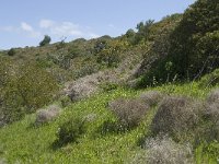 P, Faro, Salema 14, Saxifraga-Willem van Kruijsbergen