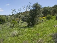 P, Faro, Salema 15, Saxifraga-Willem van Kruijsbergen