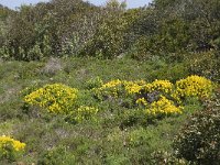 P, Faro, Salema 8, Saxifraga-Willem van Kruijsbergen