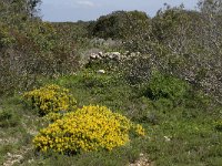 P, Faro, Salema 9, Saxifraga-Willem van Kruijsbergen