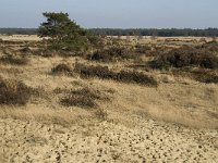 B, Antwerpen, Kalmthout, Kalmthoutse Heide 25, Saxifraga-Marijke Verhagen