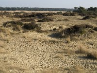 B, Antwerpen, Kalmthout, Kalmthoutse Heide 26, Saxifraga-Marijke Verhagen