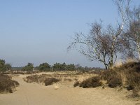 B, Antwerpen, Kalmthout, Kalmthoutse Heide 30, Saxifraga-Marijke Verhagen