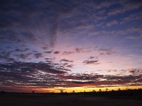 NL, Gelderland, Harderwijk, Beekhuizerzand 36, Saxifraga-Luuk Vermeer