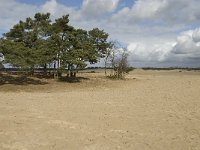 NL, Noord-Brabant, Heusden, Drunensche Duinen 2, Saxifraga-Jan van der Straaten