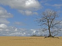 NL, Noord-Brabant, Heusden, Drunensche Duinen 6, Saxifraga-Jan van der Straaten