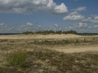 NL, Noord-Brabant, Heusden, Loonse en Drunense Duinen 18, Saxifraga-Marijke Verhagen