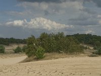 NL, Noord-Brabant, Heusden, Loonse en Drunense Duinen 24, Saxifraga-Marijke Verhagen