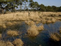 Wet heathland-Natte heide