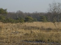 B, Antwerpen, Merksplas, Zandvenheide, Zwartwater 13, Saxifraga-Willem van Kruijsbergen