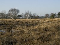 B, Antwerpen, Merksplas, Zandvenheide, Zwartwater 2, Saxifraga-Willem van Kruijsbergen