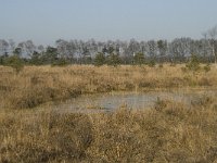 B, Antwerpen, Merksplas, Zandvenheide, Zwartwater 4, Saxifraga-Willem van Kruijsbergen