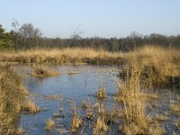B, Antwerpen, Merksplas, Zandvenheide, Zwartwater 5, Saxifraga-Willem van Kruijsbergen