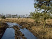B, Antwerpen, Merksplas, Zandvenheide, Zwartwater 7, Saxifraga-Willem van Kruijsbergen