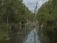 D, Niedersachsen, Schneverdingen, Pietzmoor 19, Saxifraga-Marijke Verhagen