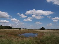 NL, Drenthe, Emmen, Bargerveen 23, Saxifraga-Hans Dekker
