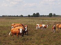 NL, Drenthe, Emmen, Bargerveen 24, Saxifraga-Hans Dekker